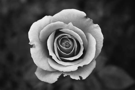 rosé monochrome